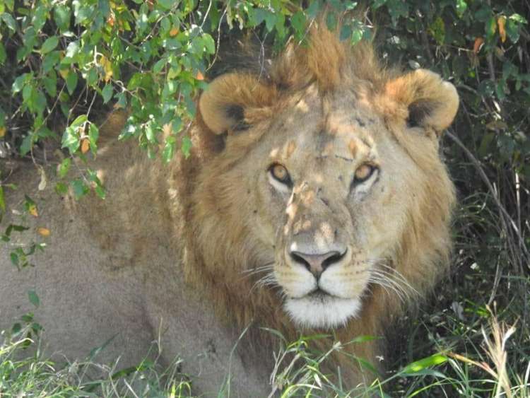 Leone